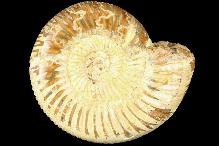 Polished Jurassic Ammonite (Perisphinctes) - Madagascar #185305